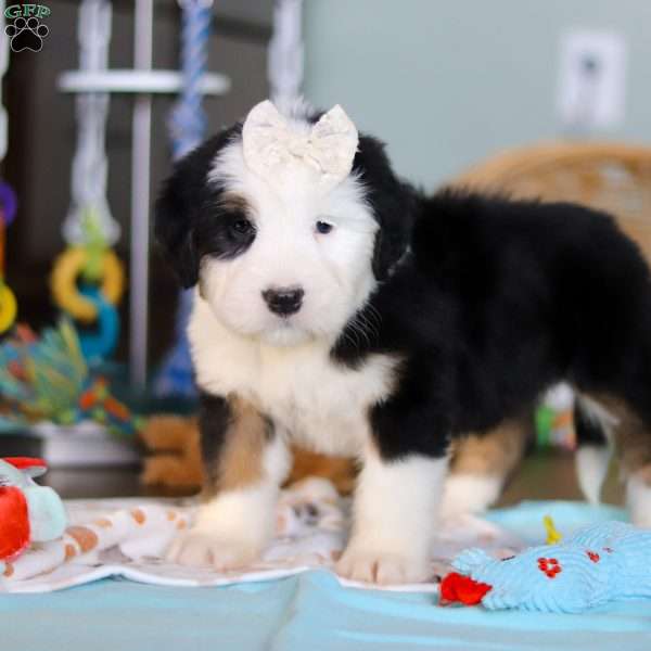 Jewel, Bernedoodle Puppy